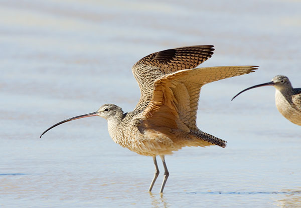 Long-billed Curlew Numenius americanus 