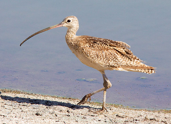 Long-billed Curlew Numenius americanus 