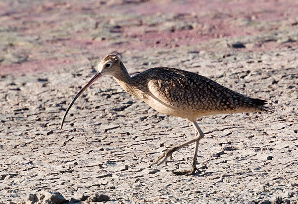 Long-billed Curlew Numenius americanus 