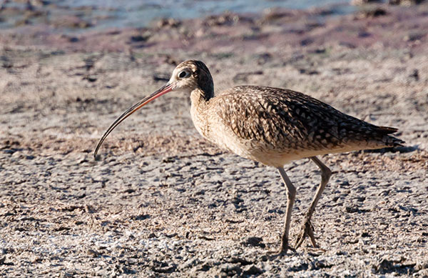 Long-billed Curlew Numenius americanus 