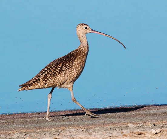 Long-billed Curlew Numenius americanus 