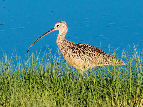 Long-billed Curlew Numenius americanus 