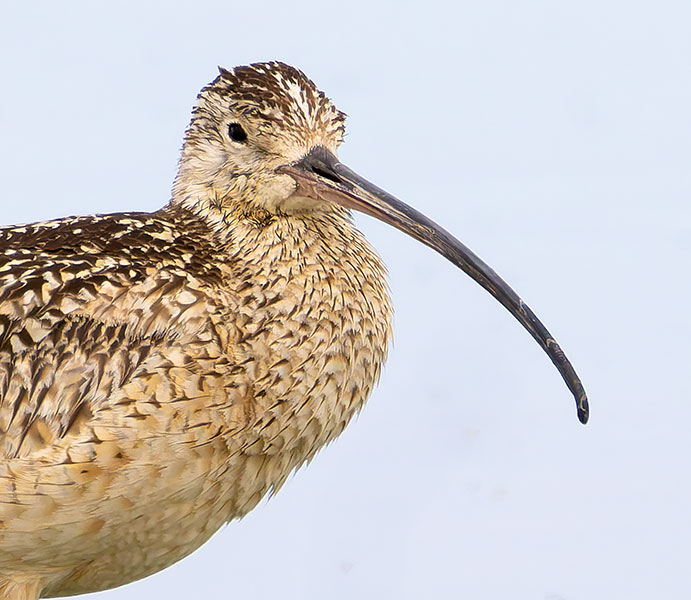 Long-billed Curlew Numenius americanus 