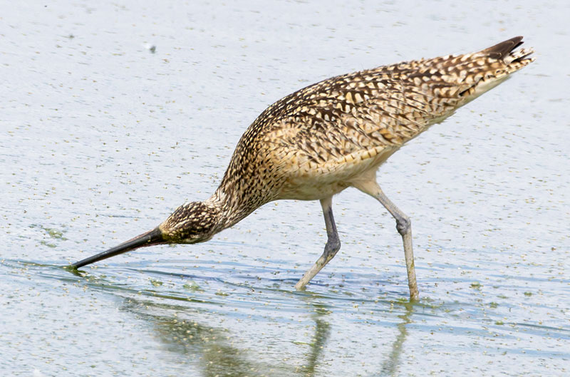 Long-billed Curlew Numenius americanus 
