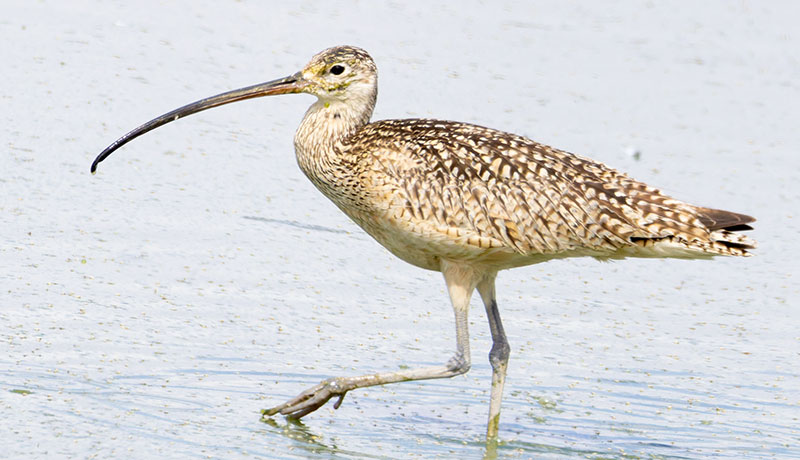 Long-billed Curlew Numenius americanus 