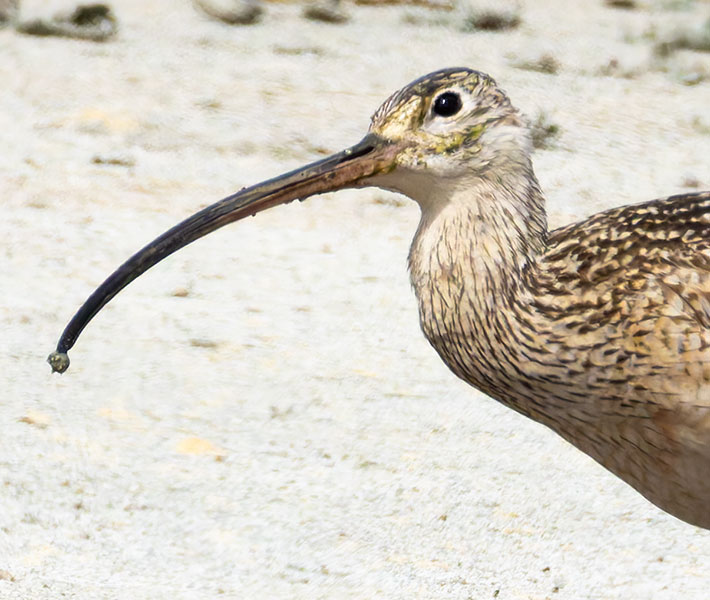 Long-billed Curlew Numenius americanus 