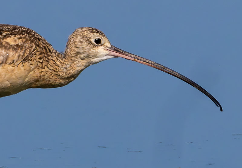 Long-billed Curlew Numenius americanus 