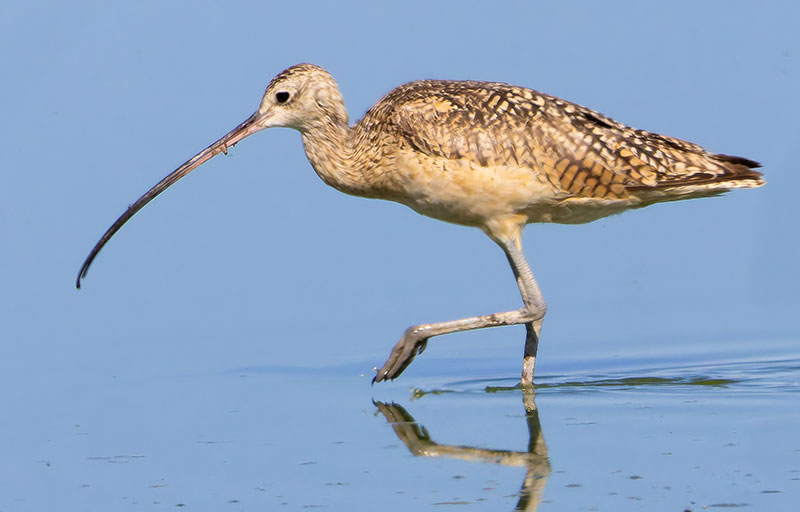 Long-billed Curlew Numenius americanus 