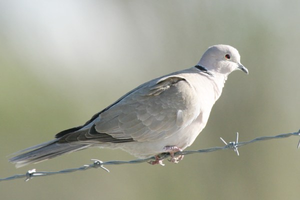 Eurasian Collared-Dove Streptopelia decaocto