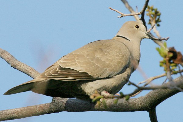 Eurasian Collared-Dove Streptopelia decaocto