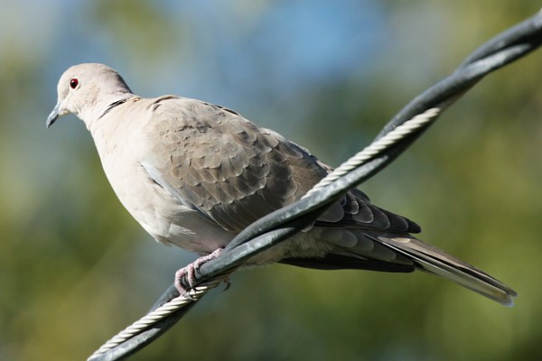 Eurasian Collared-Dove Streptopelia decaocto