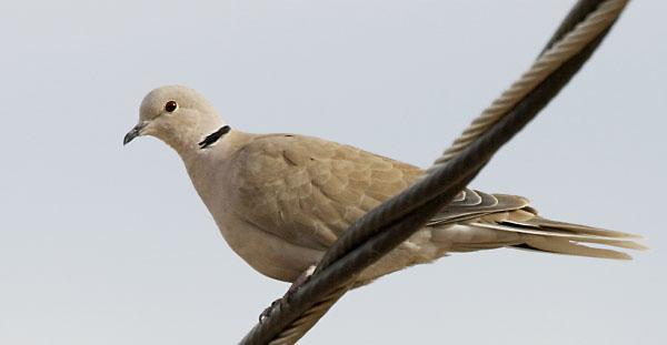 Eurasian Collared-Dove Streptopelia decaocto