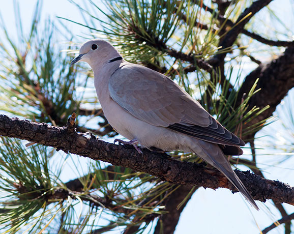 Eurasian Collared-Dove Streptopelia decaocto