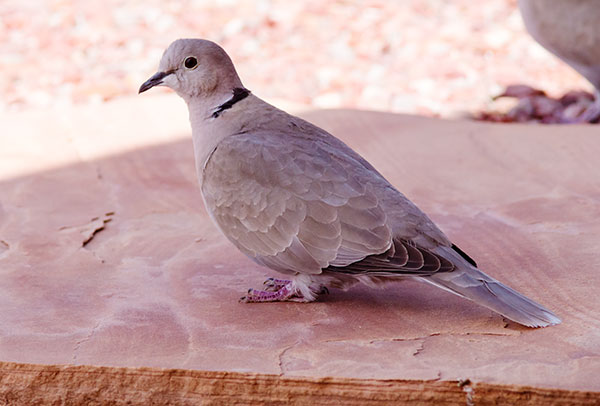 Eurasian Collared-Dove Streptopelia decaocto