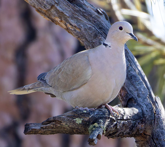 Eurasian Collared-Dove Streptopelia decaocto