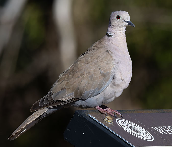 Eurasian Collared-Dove Streptopelia decaocto