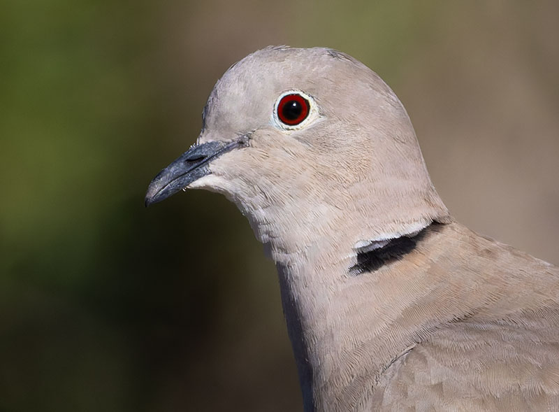 Eurasian Collared-Dove Streptopelia decaocto