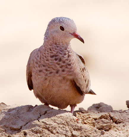 Common Ground-Dove Columbina passerina 