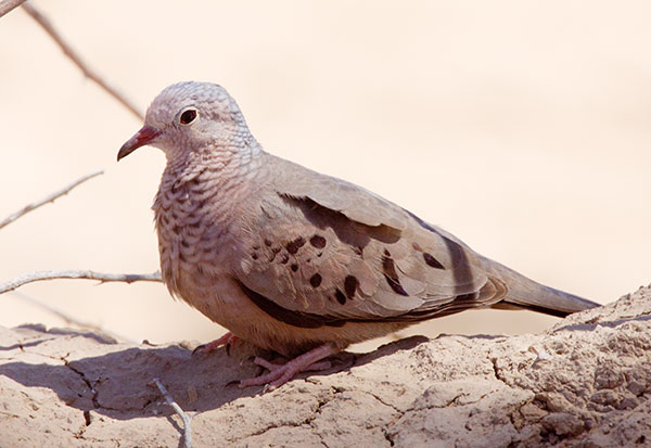 Common Ground-Dove Columbina passerina 