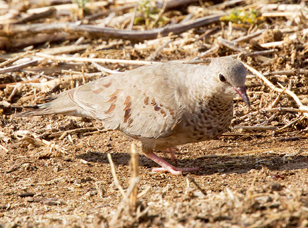 Common Ground-Dove Columbina passerina 