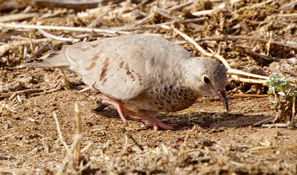 Common Ground-Dove Columbina passerina 