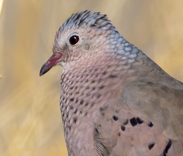 Common Ground-Dove Columbina passerina 