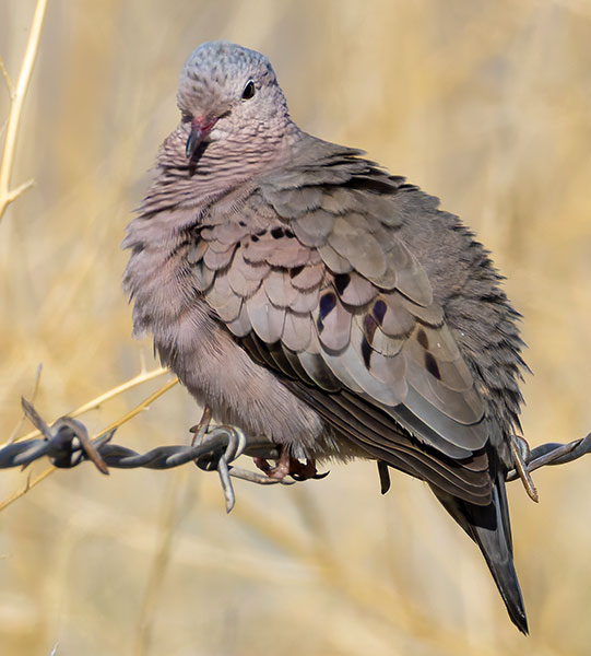 Common Ground-Dove Columbina passerina 