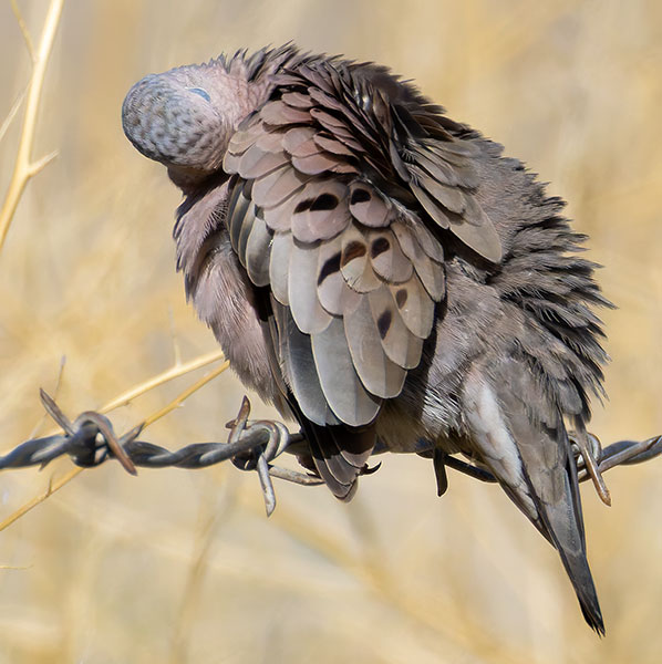 Common Ground-Dove Columbina passerina 