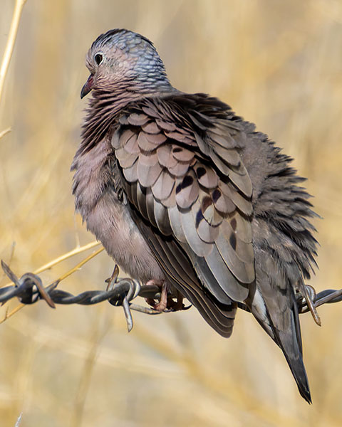Common Ground-Dove Columbina passerina 