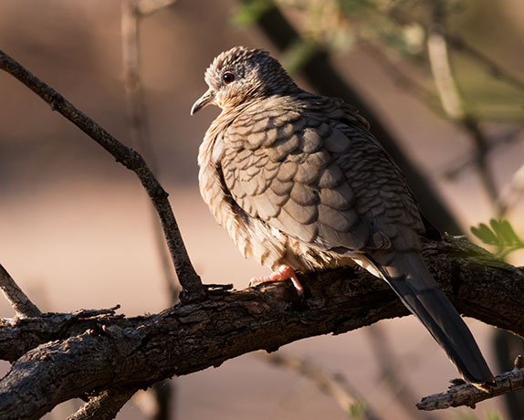 Inca Dove Columbina inca