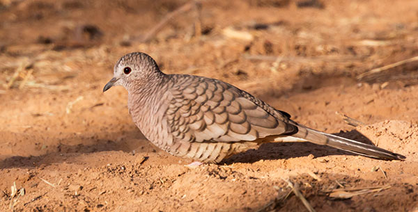 Inca Dove Columbina inca