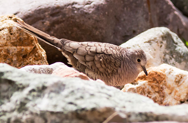 Inca Dove Columbina inca