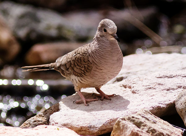 Inca Dove Columbina inca