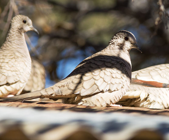 Inca Dove Columbina inca