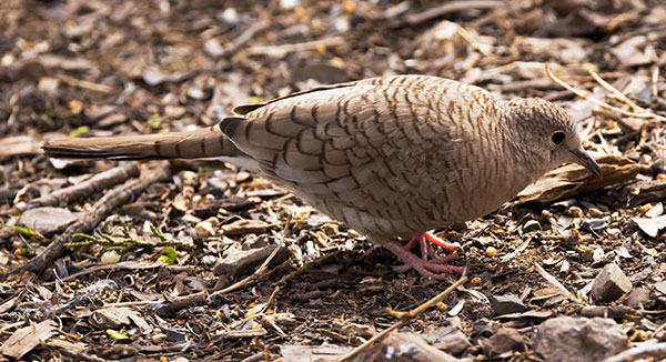 Inca Dove Columbina inca