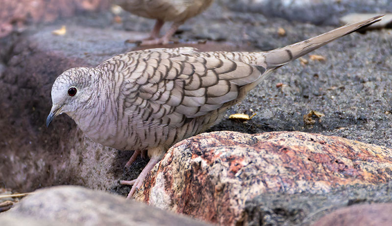 Inca Dove Columbina inca