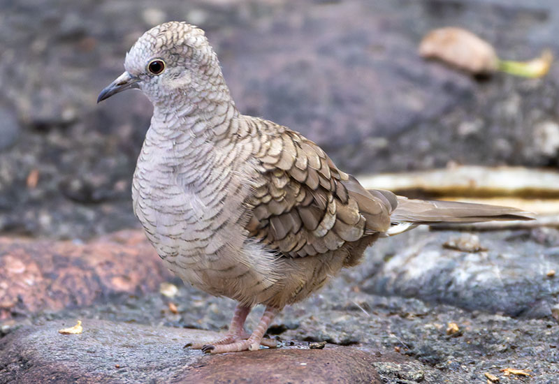 Inca Dove Columbina inca