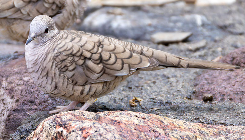 Inca Dove Columbina inca