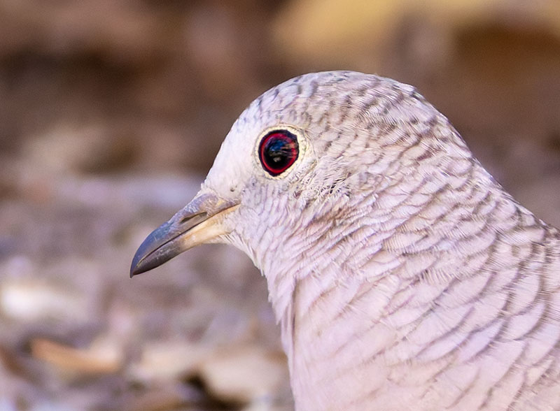 Inca Dove Columbina inca