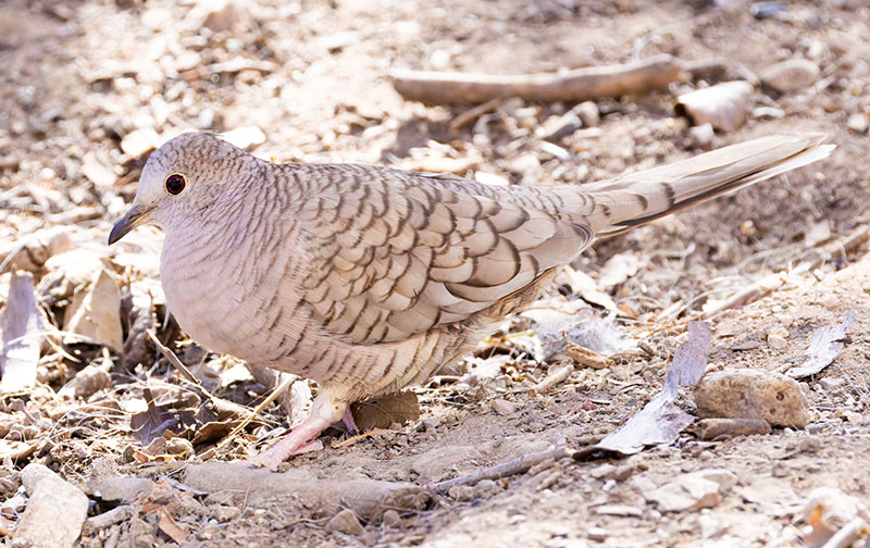 Inca Dove Columbina inca