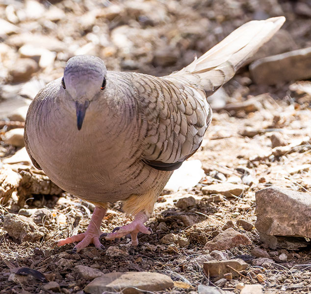 Inca Dove Columbina inca