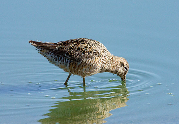 Long-billed Dowitcher Limnodromus scolopaceus  