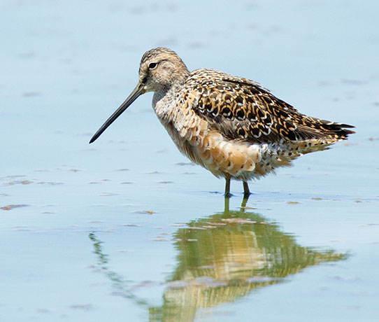 Long-billed Dowitcher Limnodromus scolopaceus 