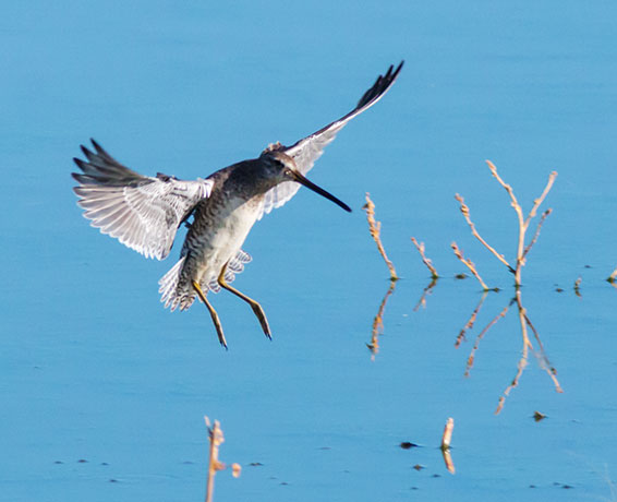 Long-billed Dowitcher Limnodromus scolopaceus 