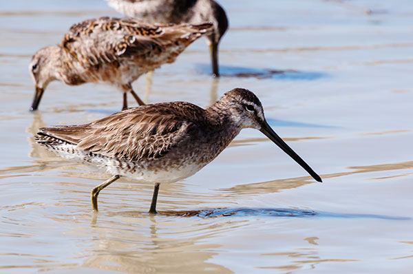 Long-billed Dowitcher Limnodromus scolopaceus 
