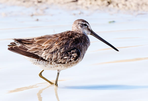 Long-billed Dowitcher Limnodromus scolopaceus 