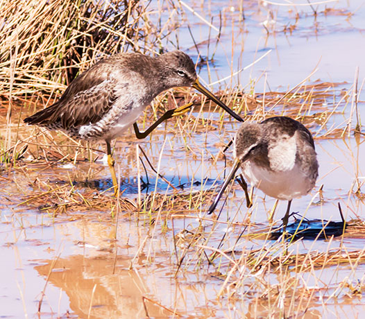 Long-billed Dowitcher Limnodromus scolopaceus 