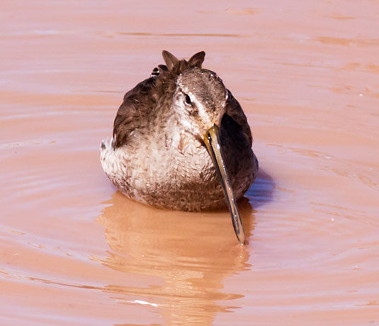 Long-billed Dowitcher Limnodromus scolopaceus 