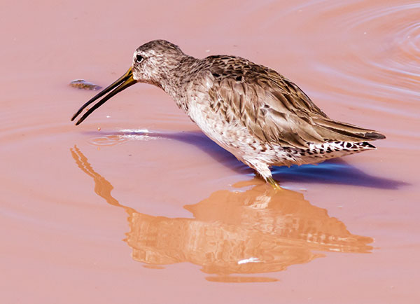 Long-billed Dowitcher Limnodromus scolopaceus 