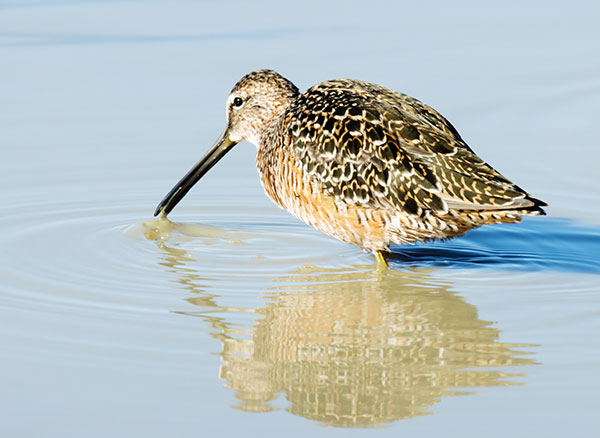 Long-billed Dowitcher Limnodromus scolopaceus 